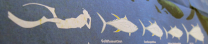 Infografik Workshop: Thunfische
