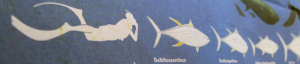 Infografik Workshop: Thunfische