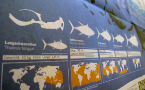 Infografik Workshop: Thunfische