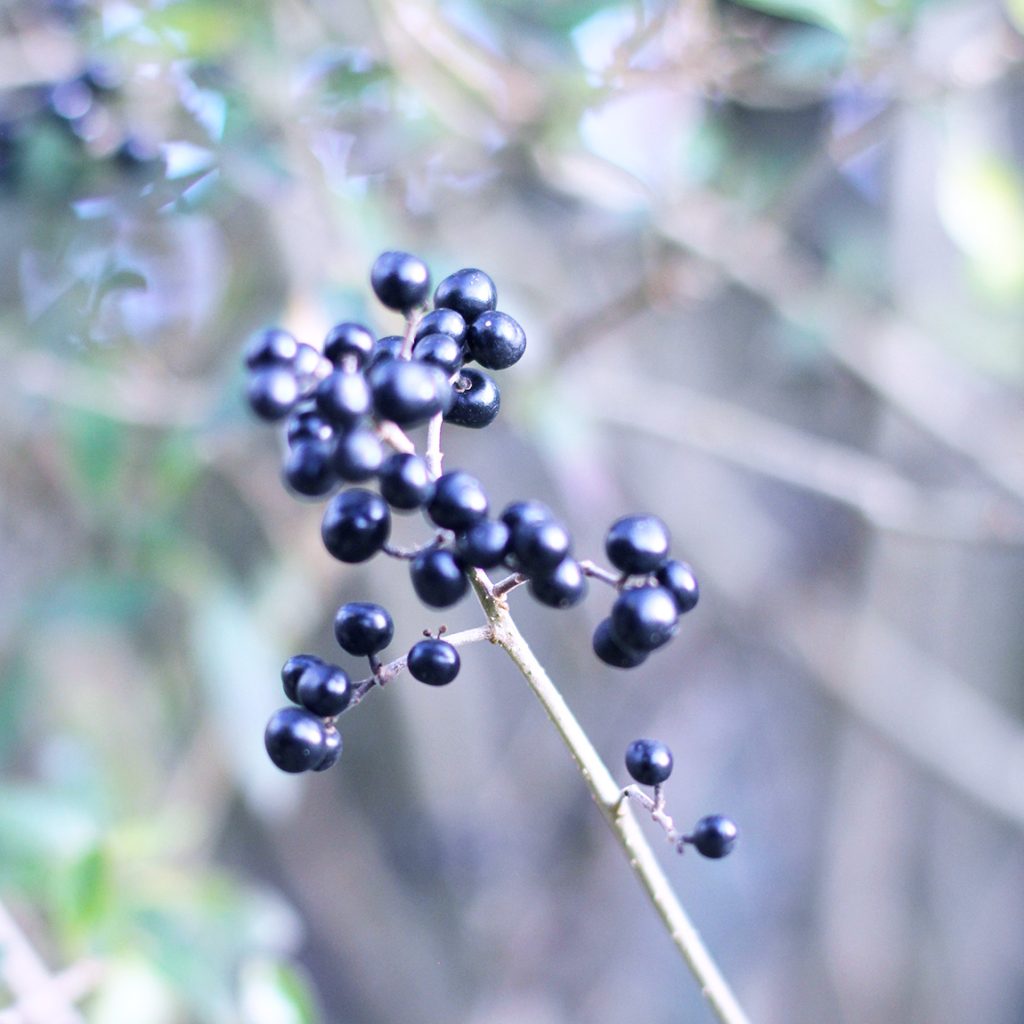 Blau machen – Liguster Blaue Meisen