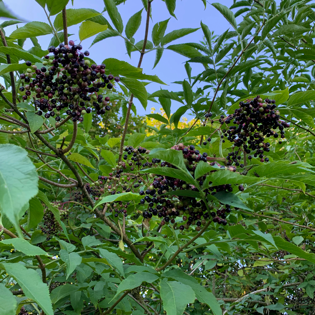 Farbpigmente aus Holunderbeeren herstellen