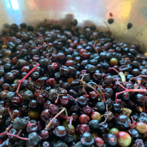 Farbpigmente aus Holunderbeeren herstellen